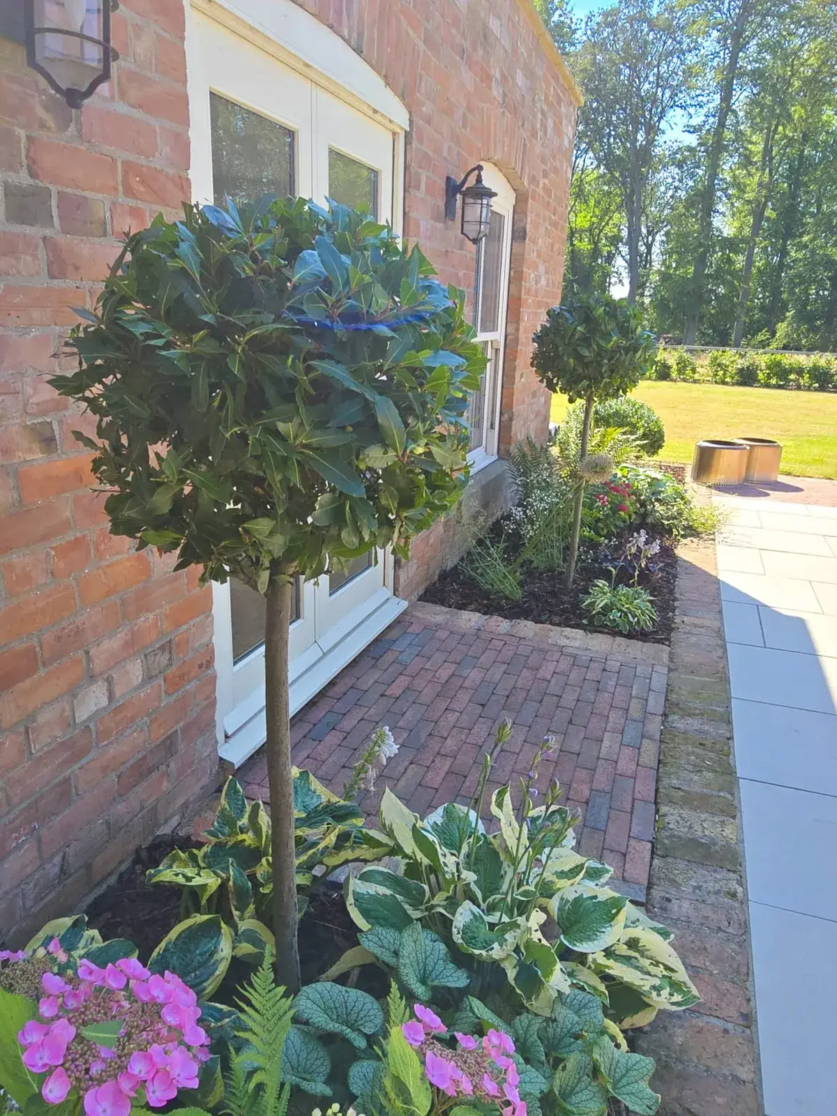 Bay trees, hostas and hydrangeas beside the house