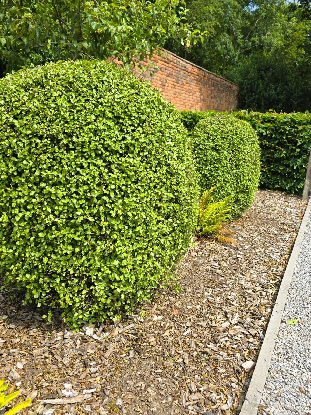 Clipped topiary balls kept in shape