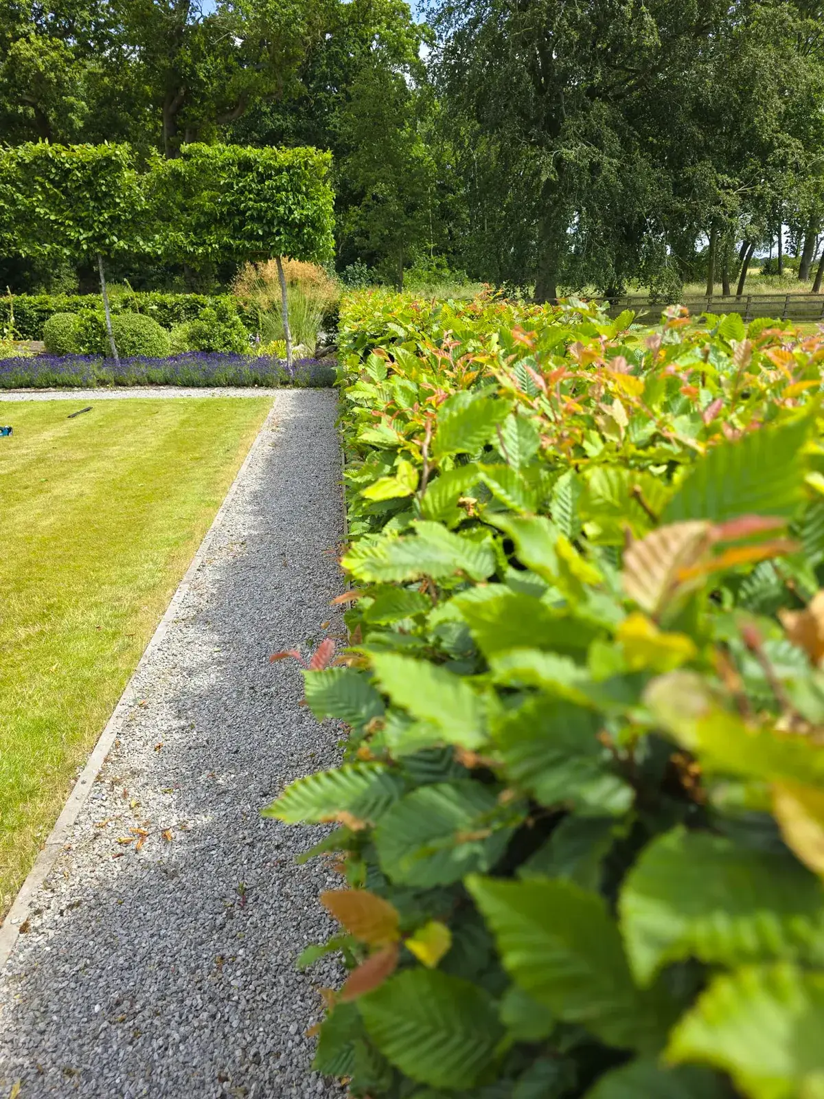Hornbeam hedge trimmed along a gravel path