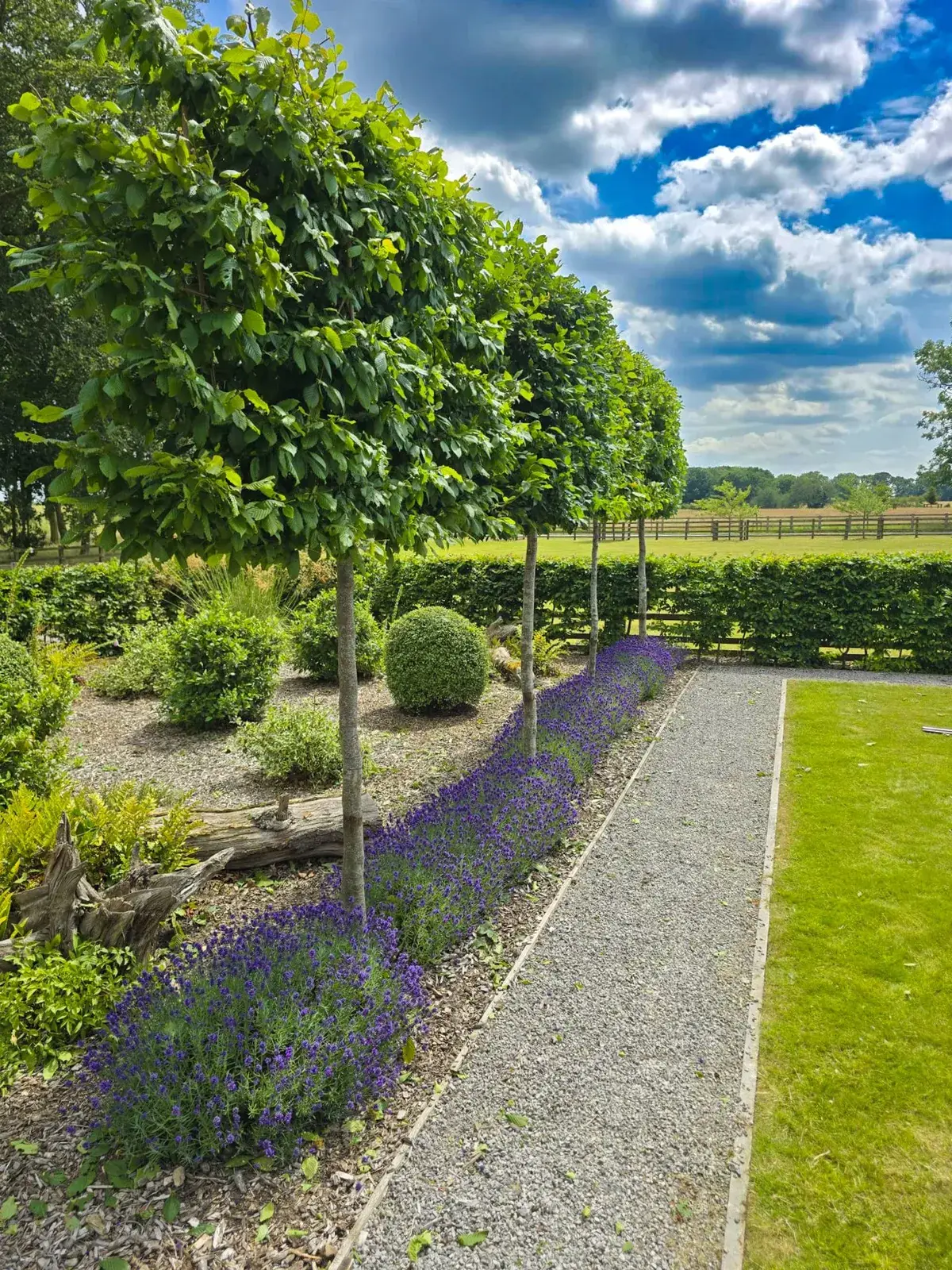 Pleached trees and lavender along a gravel path