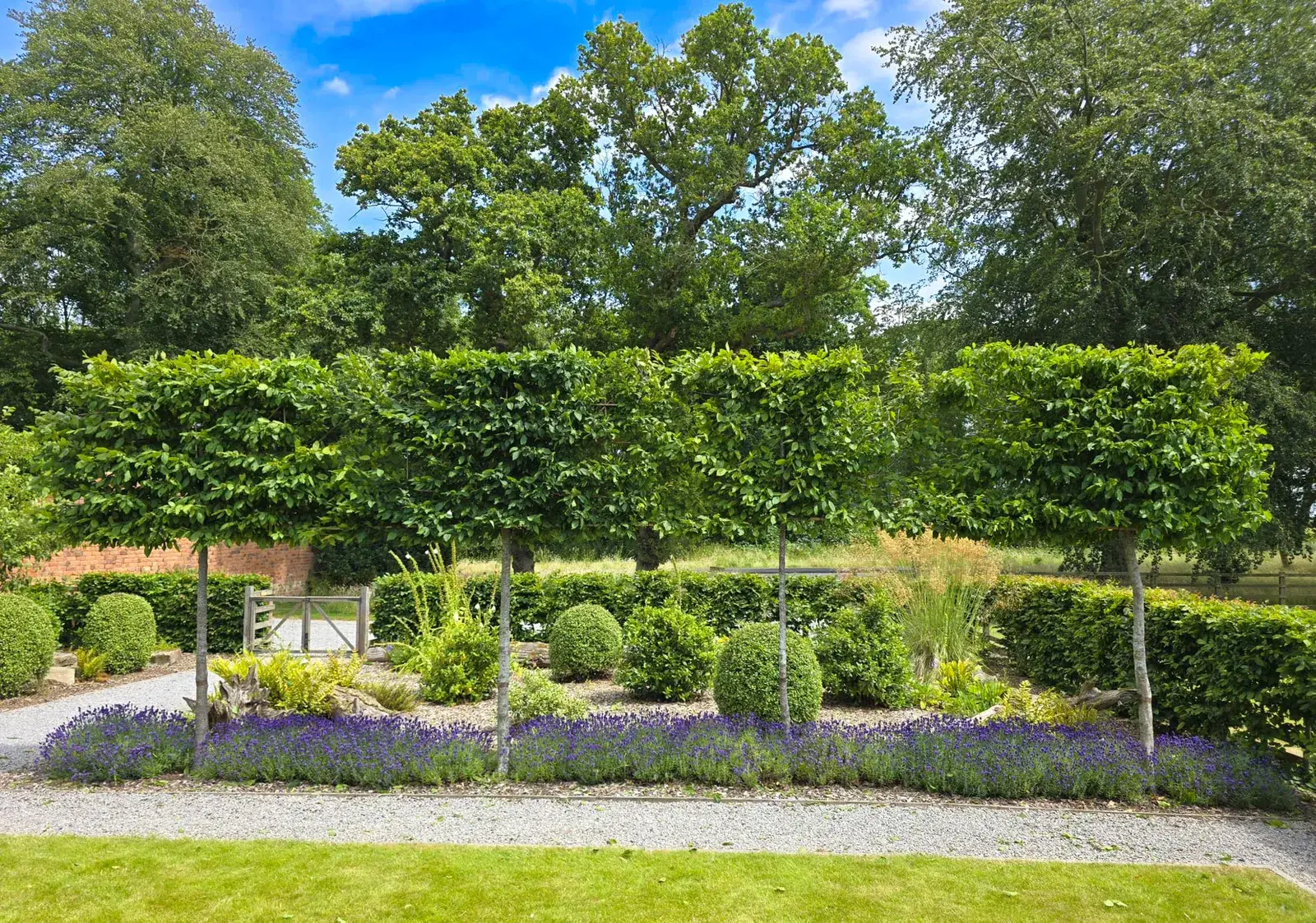 Pleached hornbeam trees underplanted with lavender