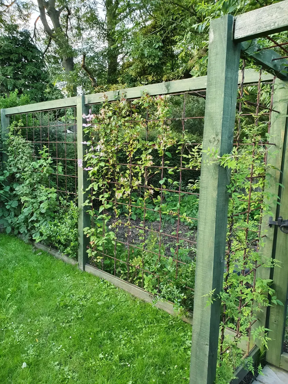 Garden trellis for climbing plants, Beverley